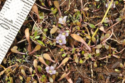 Glossostigma elatinoides, photographed by Pieter Pelser