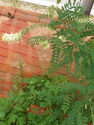 Sophora flavescens, photographed by WATANABE Hitoshi 渡辺仁