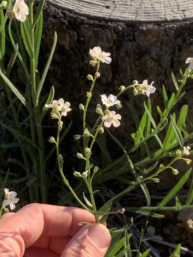 Hackelia cinerea, photographed by Tom Erler
