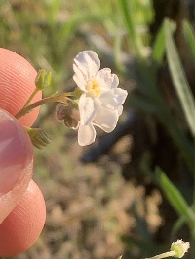 Hackelia cinerea, photographed by Tom Erler