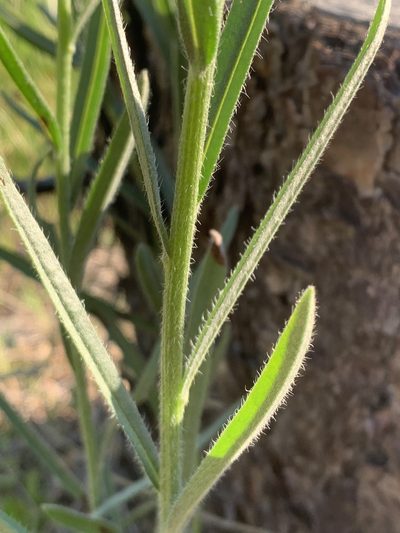 Hackelia cinerea, photographed by Tom Erler