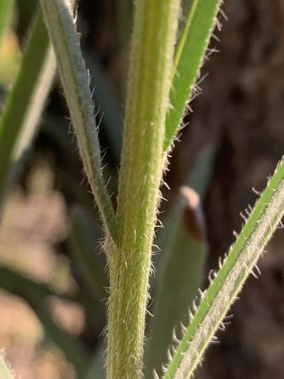 Hackelia cinerea, photographed by Tom Erler