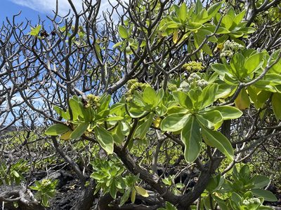 Heliotropium arboreum