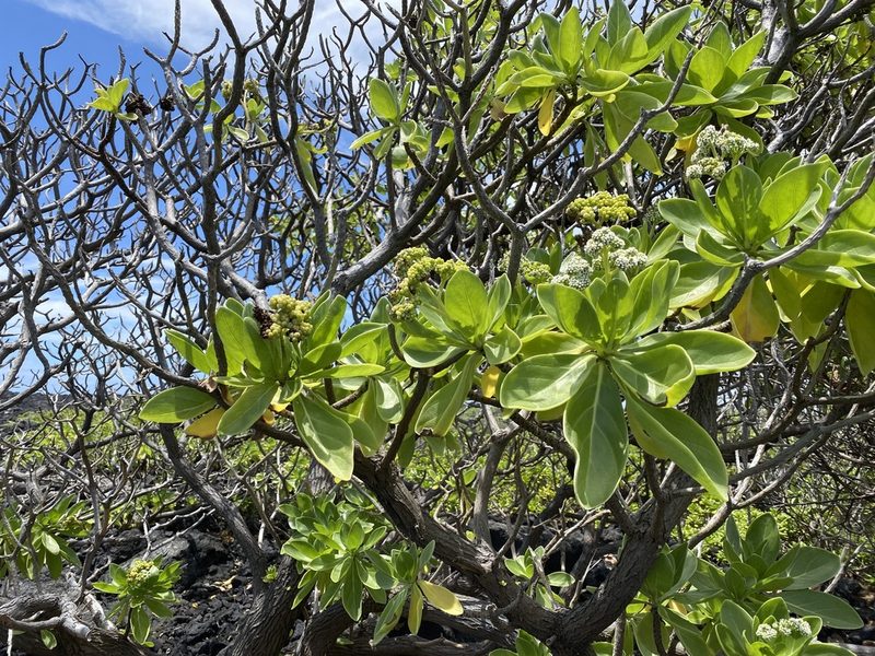 Heliotropium arboreum, photographed by Lexi Amico