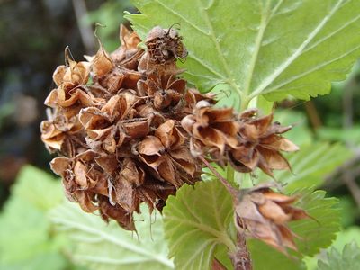 Physocarpus capitatus, photographed by Tom Wainwright
