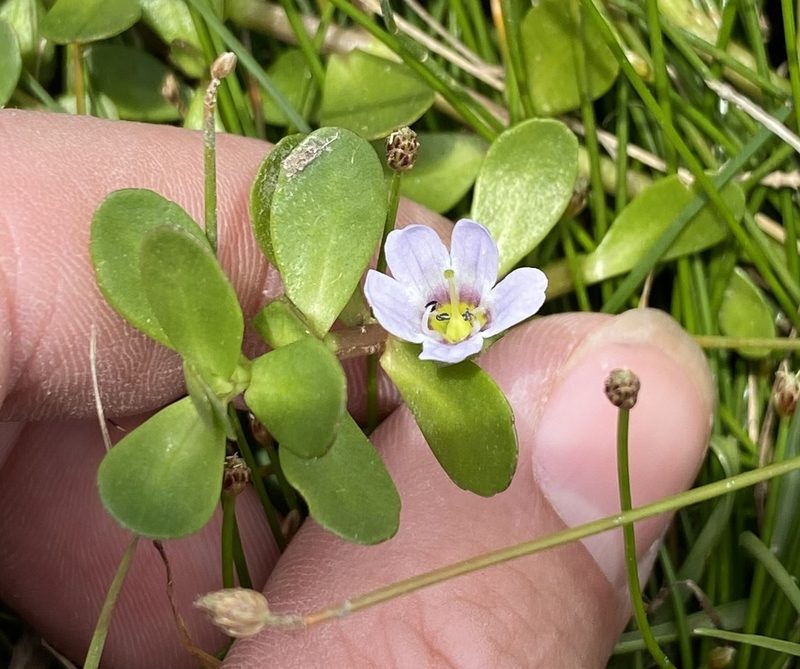 Bacopa monnieri, photographed by Lexi Amico