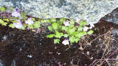 Cymbalaria muralis, photographed by Loopy30