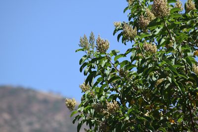 Malosma laurina, photographed by velodrome