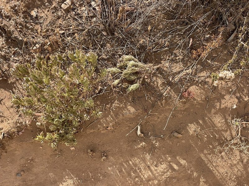 Dicranostegia orcuttiana, photographed by Sula Vanderplank