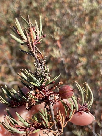 Tetracoccus dioicus, photographed by Sula Vanderplank