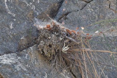 Dudleya densiflora, photographed by velodrome
