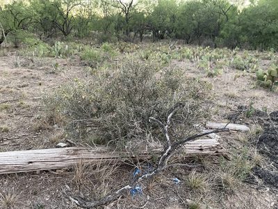 Cylindropuntia leptocaulis