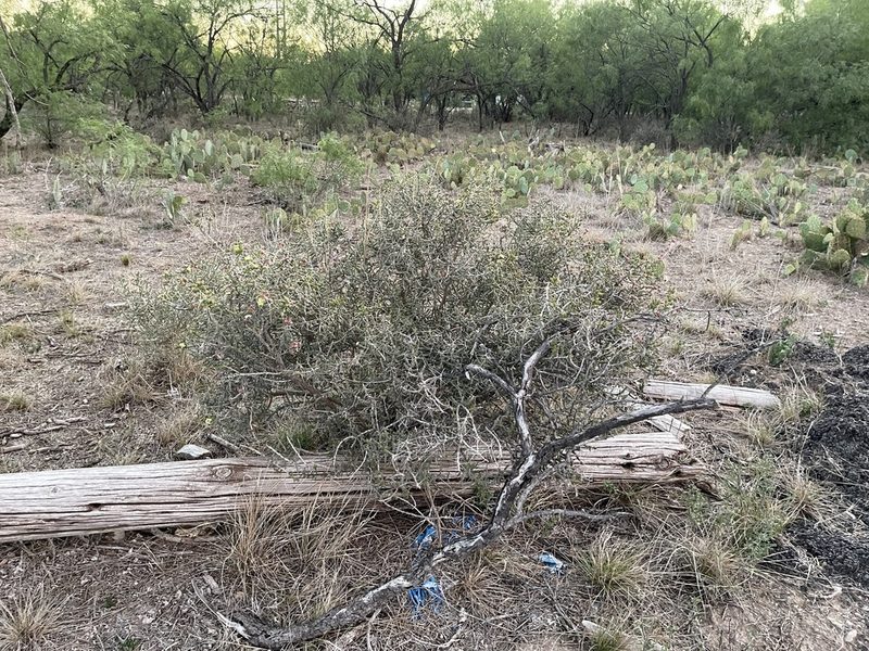 Cylindropuntia leptocaulis, photographed by CK2AZ