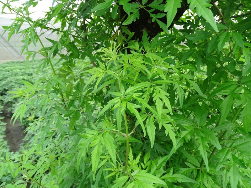 Vitex negundo, photographed by 雲一百香果