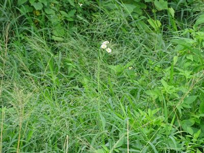 Lactuca indica, photographed by 雲一百香果