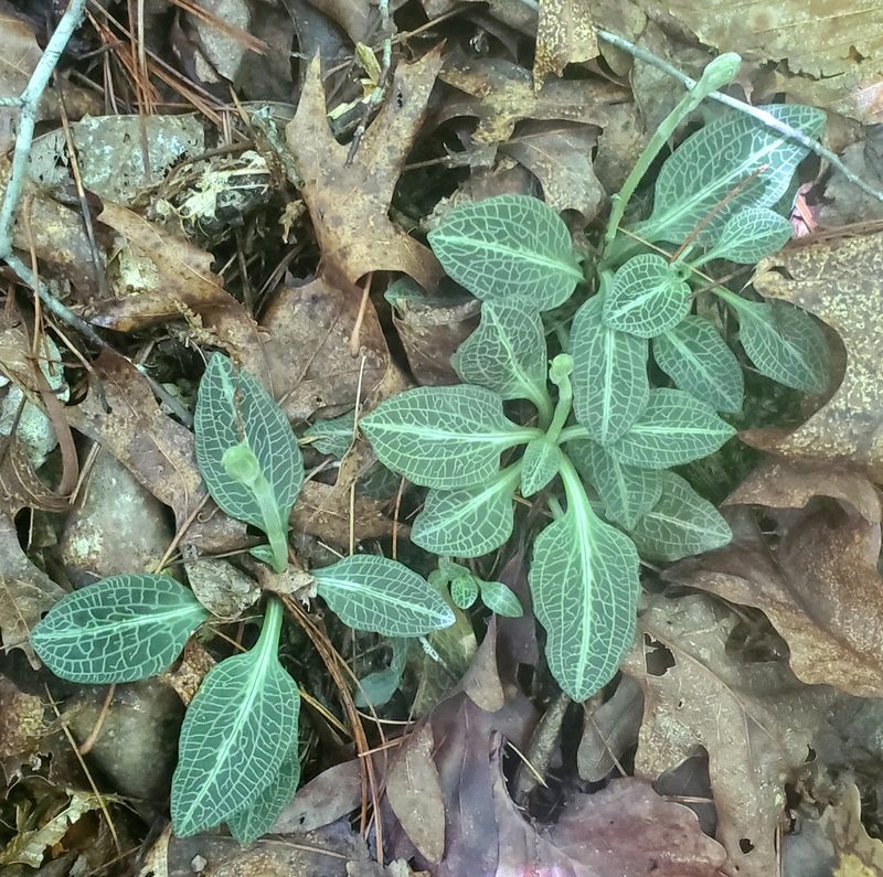 Goodyera pubescens, photographed by Terri Koontz