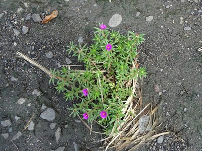 Portulaca pilosa