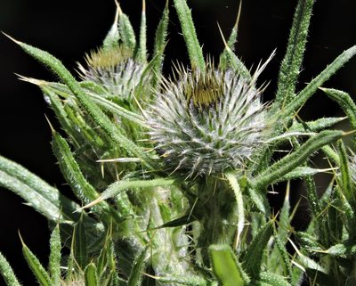 Cirsium vulgare