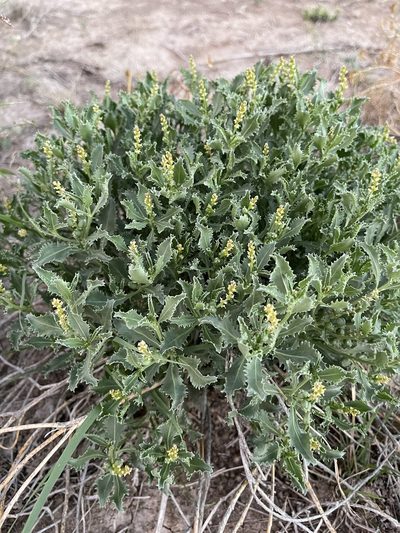 Stillingia treculiana, photographed by CK2AZ