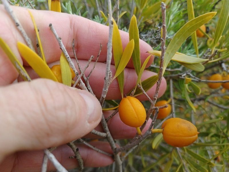 Pittosporum angustifolium, photographed by Peter Crowcroft