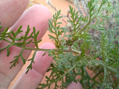 Carrichtera annua