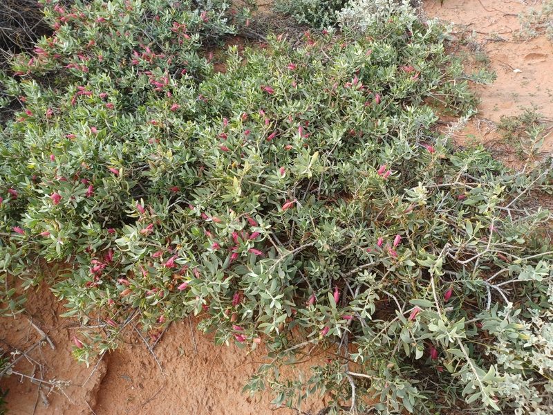 Eremophila glabra, photographed by Peter Crowcroft