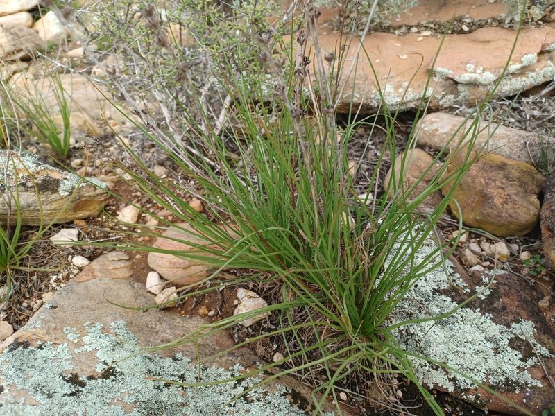 Asphodelus fistulosus, photographed by Peter Crowcroft