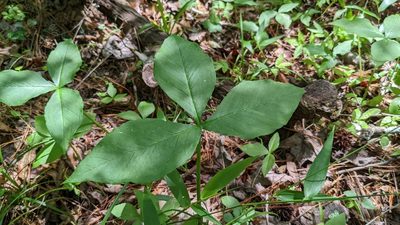 Arisaema triphyllum, photographed by Joseph Aubert