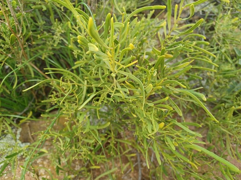 Geijera linearifolia, photographed by Peter Crowcroft