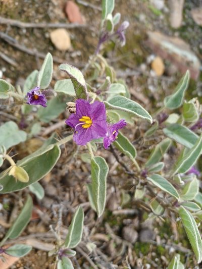 Solanum lithophilum, photographed by Peter Crowcroft
