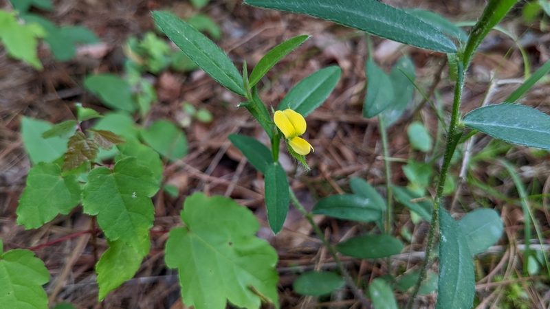 Crotalaria sagittalis, photographed by Joseph Aubert