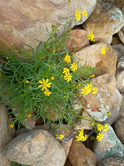 Senecio spanomerus, photographed by Peter Crowcroft