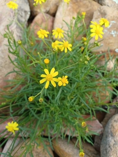 Senecio spanomerus, photographed by Peter Crowcroft