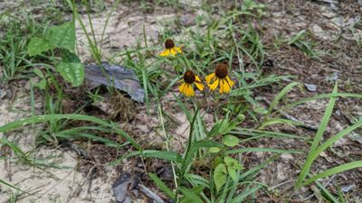 Helenium flexuosum