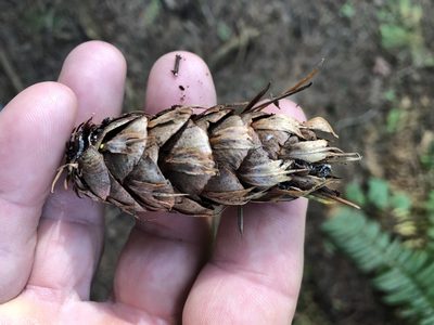 Pseudotsuga menziesii, photographed by Andy Jordan