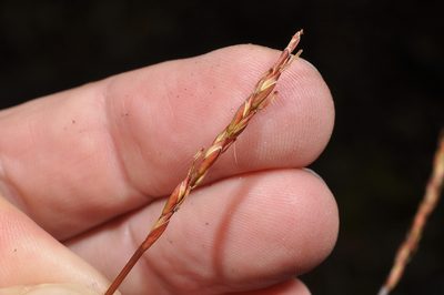 Carex punicea, photographed by Pieter Pelser