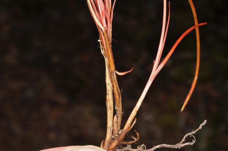 Carex punicea, photographed by Pieter Pelser