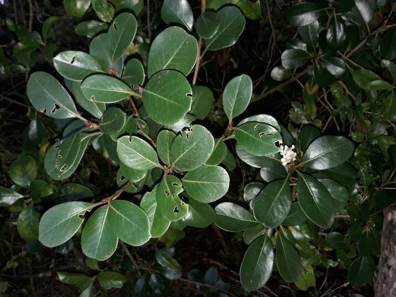 Rhaphiolepis indica, photographed by naturewatchwidow