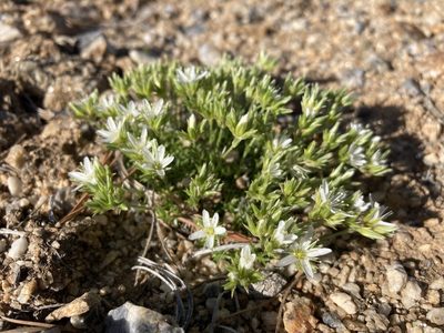 Eremogone hookeri, photographed by Cecelia Alexander