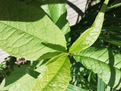Prunus padus, photographed by Marina Potapova