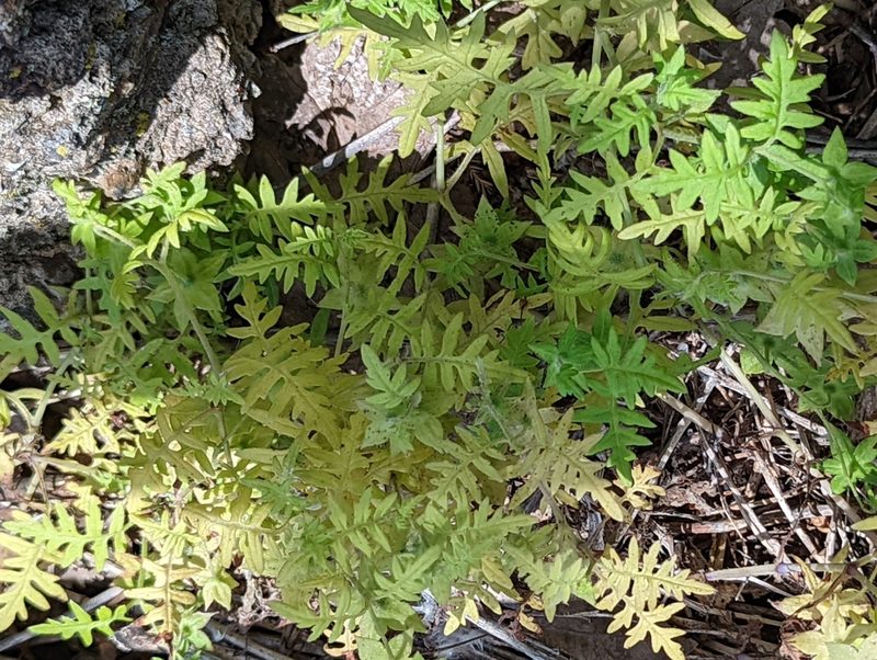 Ellisia nyctelea, photographed by Tom and T Herman