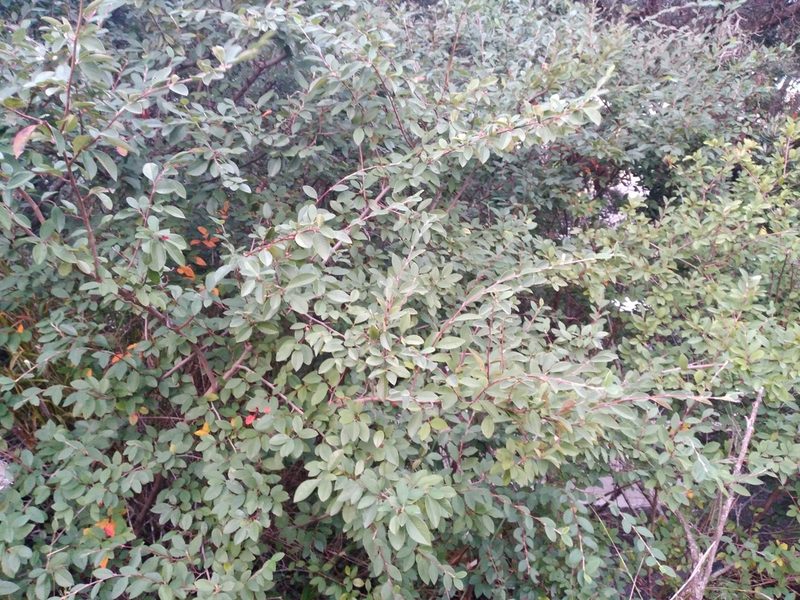 Cotoneaster glaucophyllus, photographed by Leon Perrie