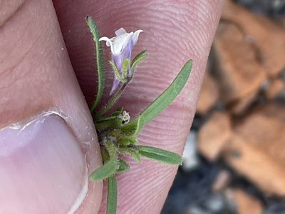 Chaenorhinum minus, photographed by Thomas Ebner