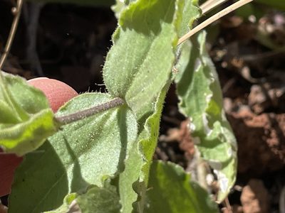 Silene laciniata