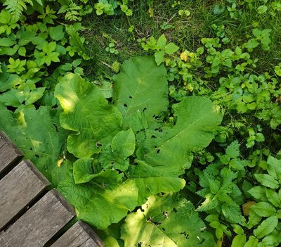 Arctium lappa, photographed by Zoltán Nagy