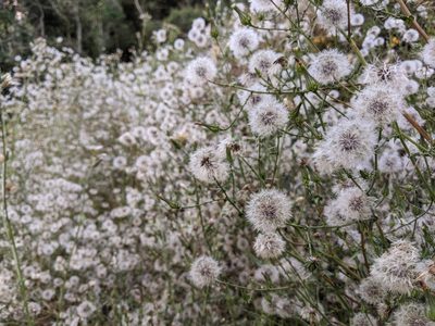 Rafinesquia californica