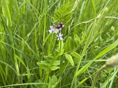 Vicia sepium, photographed by Pavel Kacl