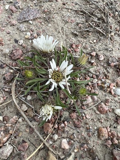 Townsendia grandiflora, photographed by Jared Shorma