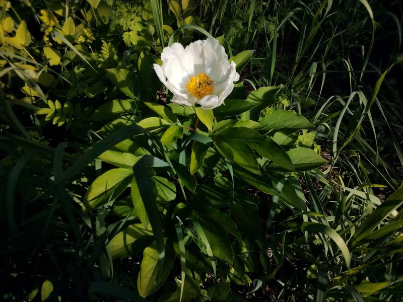 Paeonia lactiflora, photographed by Елена Кизилова