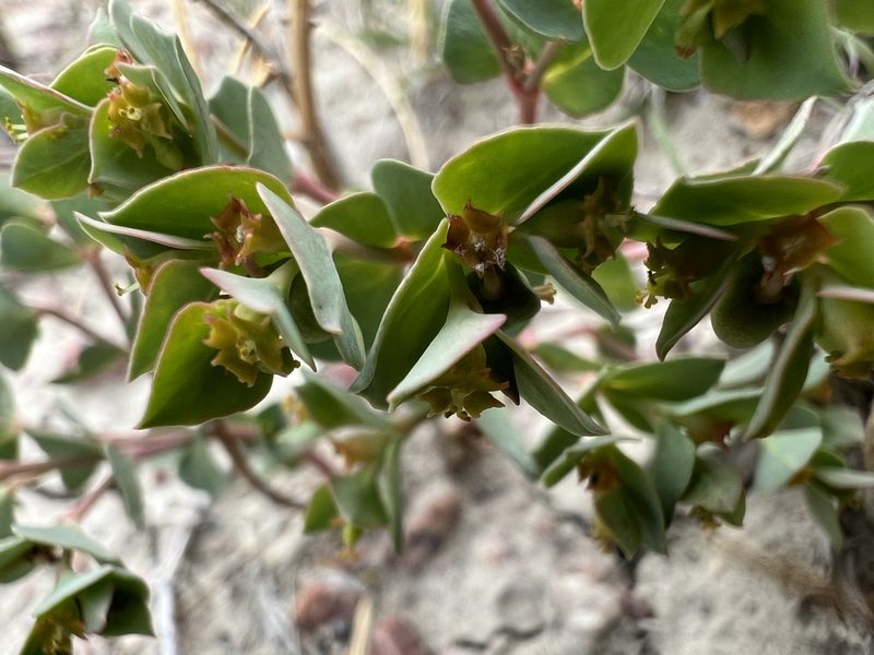 Euphorbia brachycera, photographed by Jared Shorma